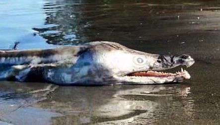 Monstrul adus de ape i-a speriat pe localnici. "Nu am mai văzut așa ceva în întreaga viață"