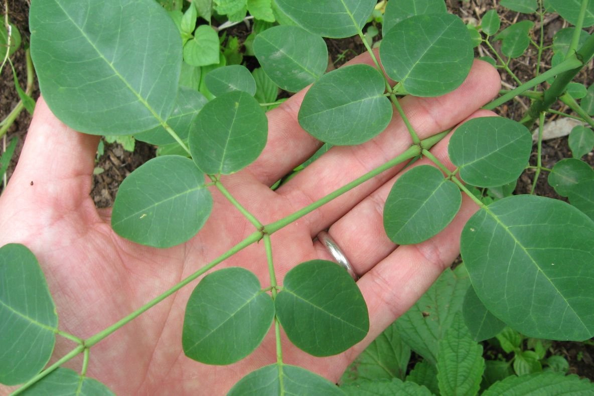 Ce este moriga, planta miraculoasă care poate trata cancerul