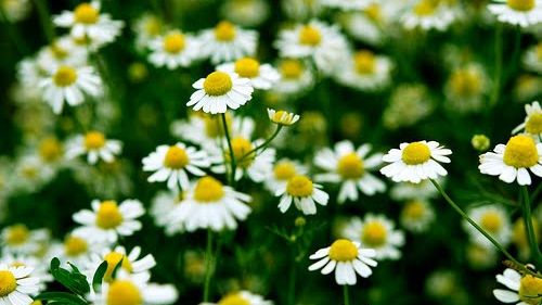 Cum scapi de coşuri cu alifia din muşeţel. O poţi prepara chiar tu!