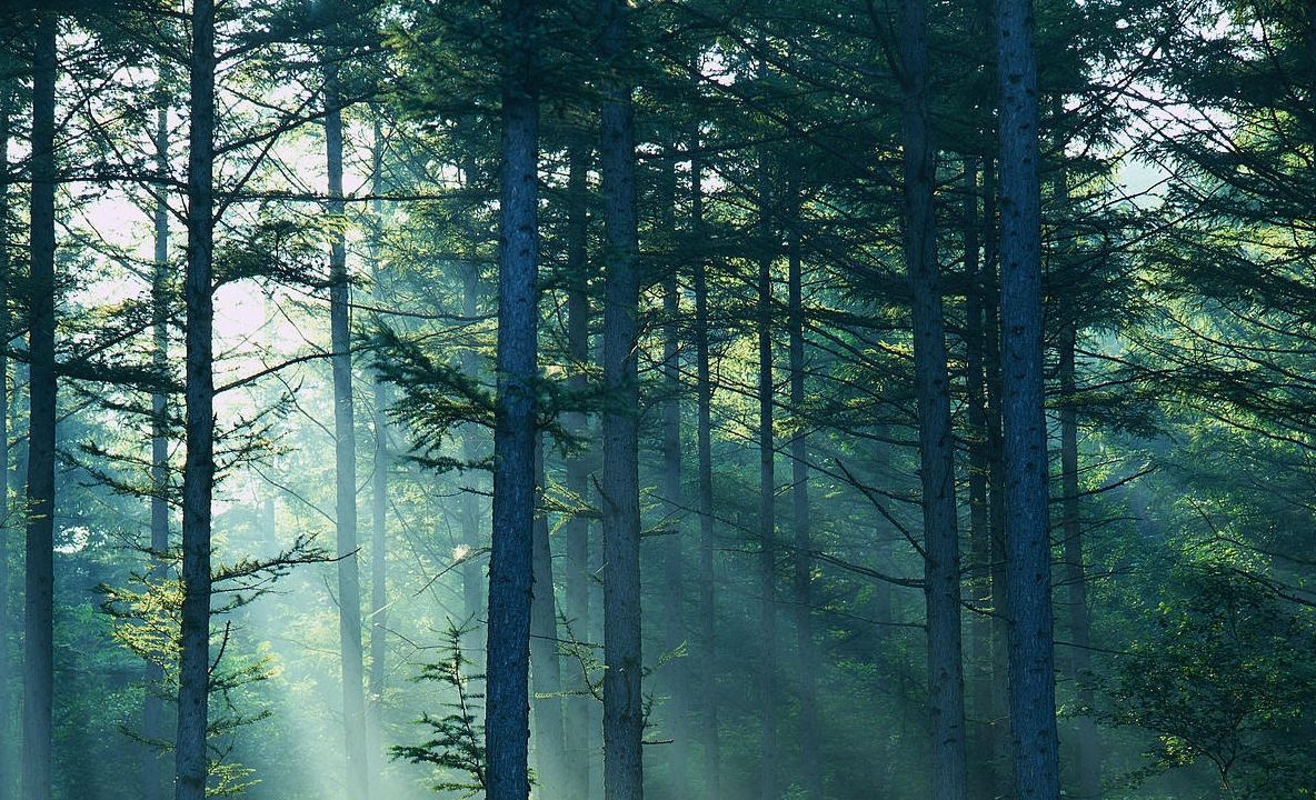 Care sunt cauzele încălzirii globale: Anumite specii de copaci au provocat această criză mondială