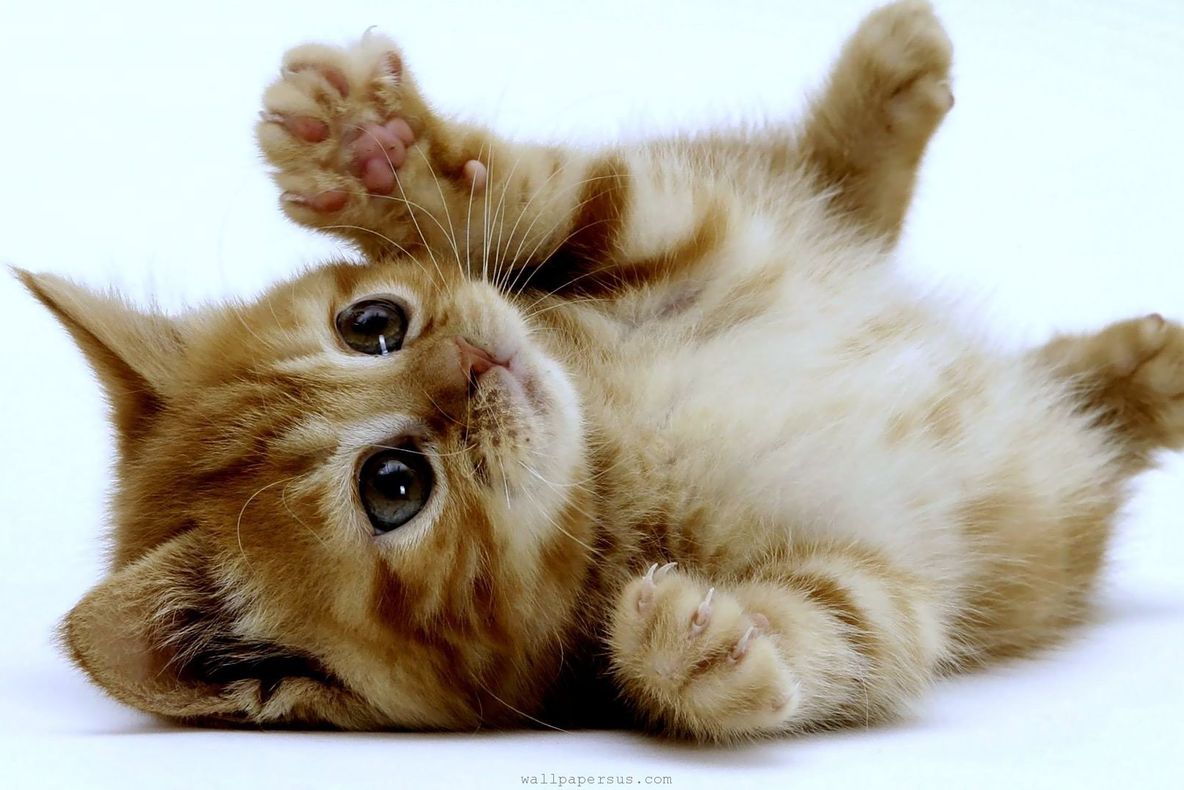 O nouă rasă de pisici face furori printre iubitorii acestor animale. Cum arată