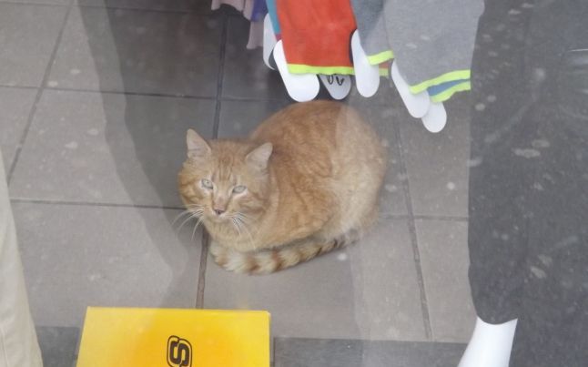 ANAF a pus sigiliu pe un magazin. Lumea, îngrozită când a descoperit cine a rămas încuiat acolo