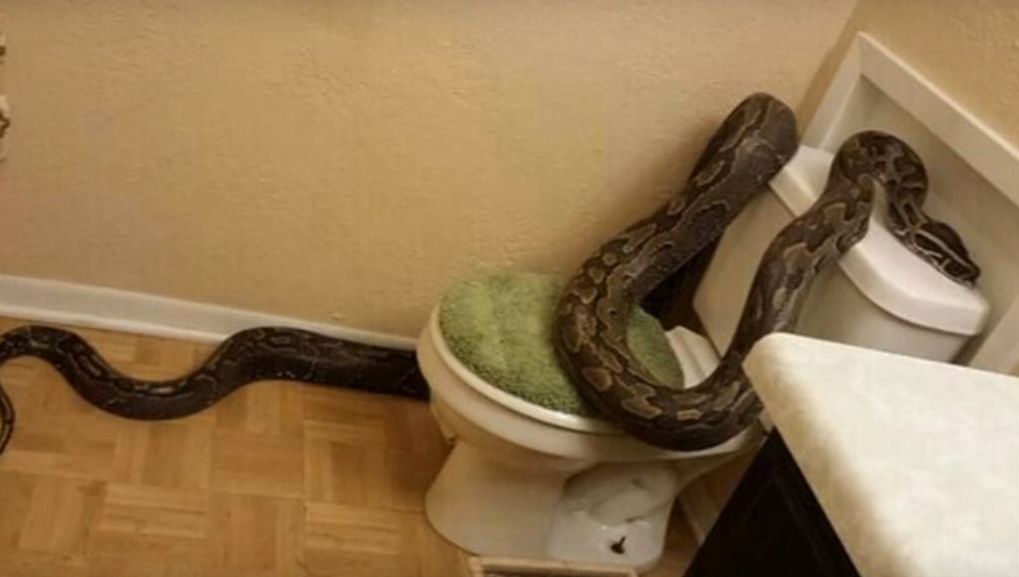 Un piton uriaș a ieșit din toaletă, a mușcat-o și a tras-o în scurgere. Ce a urmat e înspăimântător