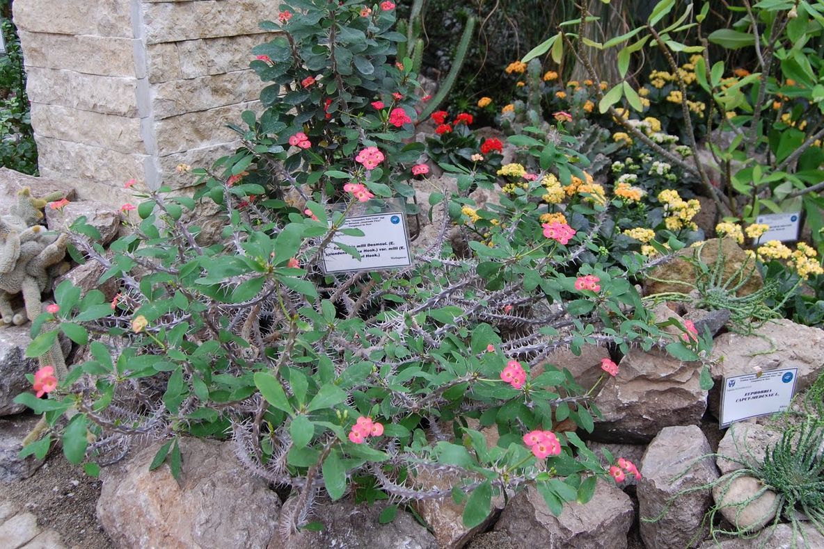 Explozie de plante exotice la Iaşi 