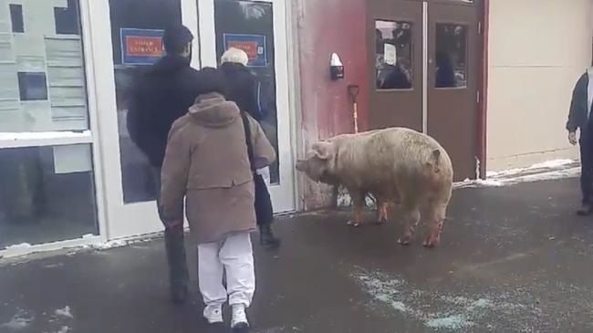 O fi venit să voteze şi el? Cum a ajuns acest porc într-o secţie de votare din SUA