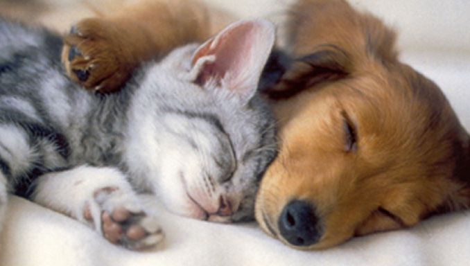 Ce înseamnă când visezi animale. Câinii prevestesc fericire conjugală