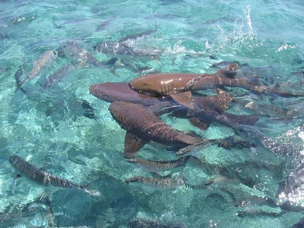 Video şocant. Zece mii de rechini înoată acum în apropierea plajelor din Florida