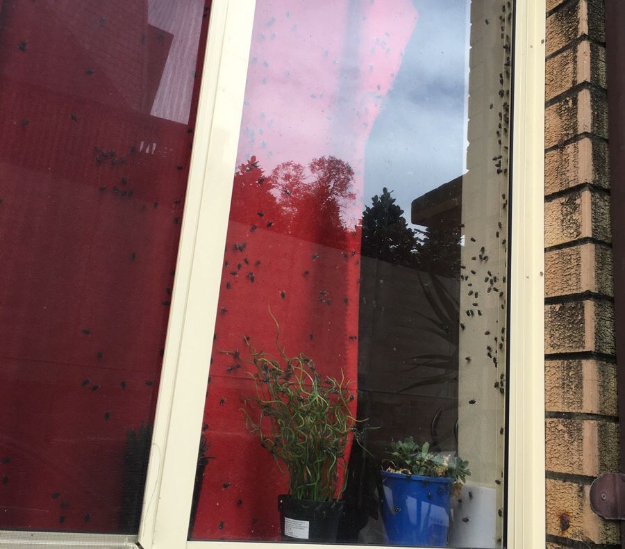 A văzut mii de muște pe fereastra vecinului și a simțit un miros. A bătut la ușă și..