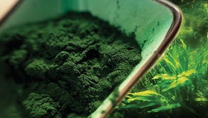 Efectul spirulinei asupra părului 