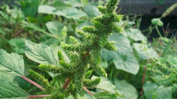 Planta aceasta creşte absolut oriunde în România. Nimeni nu ştia, însă, că poate trata cancerul!