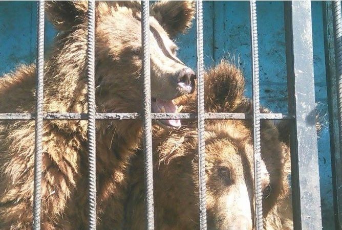 Doi urși din Armenia, lăsați să moară de foame, vor ajunge în România