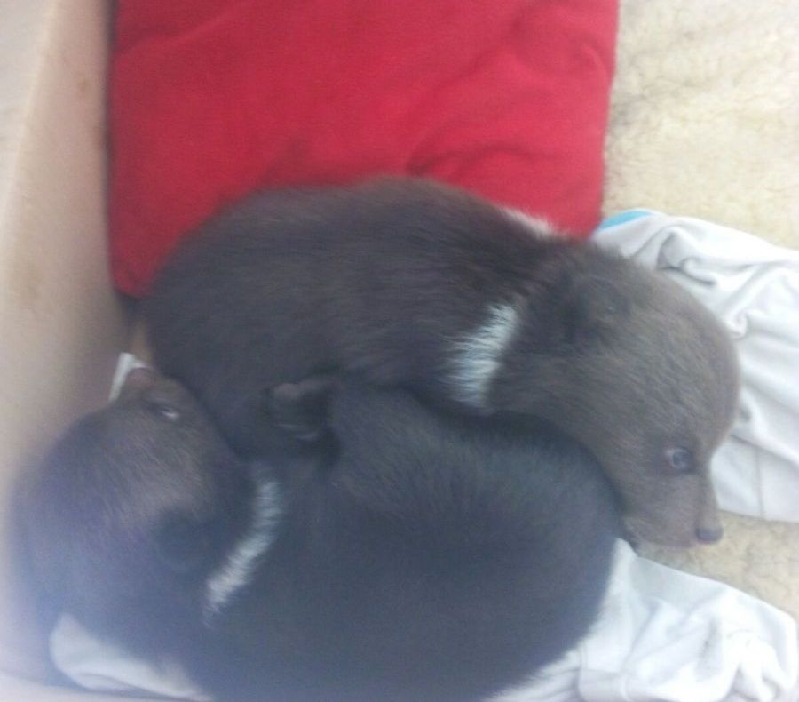 Doi pui de urs de o lună rămaşi fără mamă, salvaţi într-o pădure din Braşov