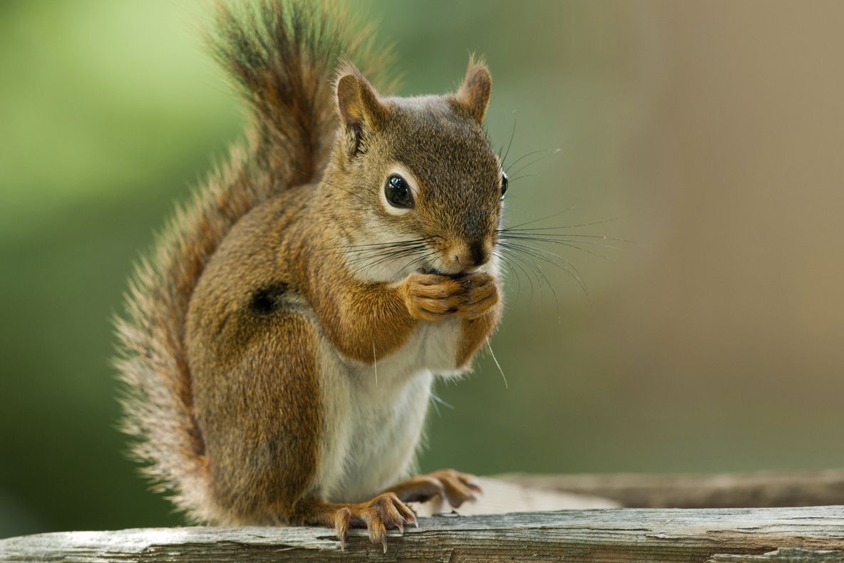 Investiţiile năstruşnice ale primarului din Bistriţa: Casă pentru veveriţă de mii de euro