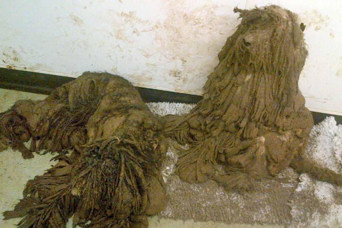 Transformarea spectaculoasă a unui câine. Ce frumusețe se ascundea sub mormanul de noroi