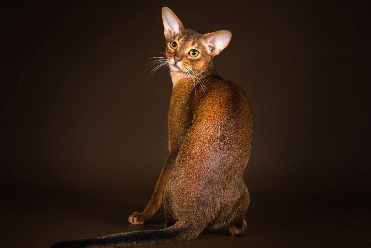 Olimpiada pisicilor. Cele mai frumoase pisici din lume vin la București pentru a fi admirate (P)