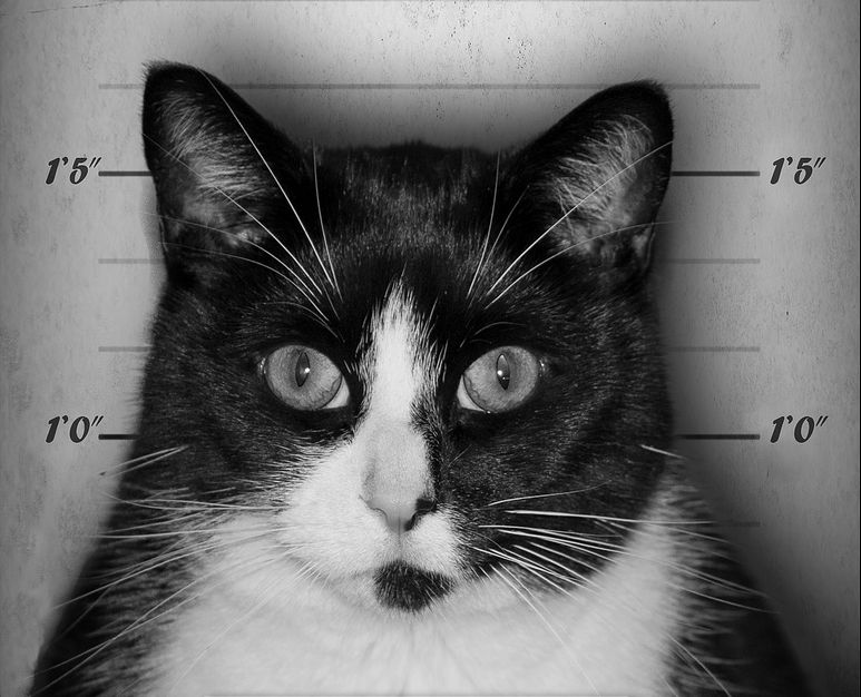 Obsesia unei pisici infractoare. Stăpâna ei nu poate anunța poliția. E prea rușinos ce aduce acasă