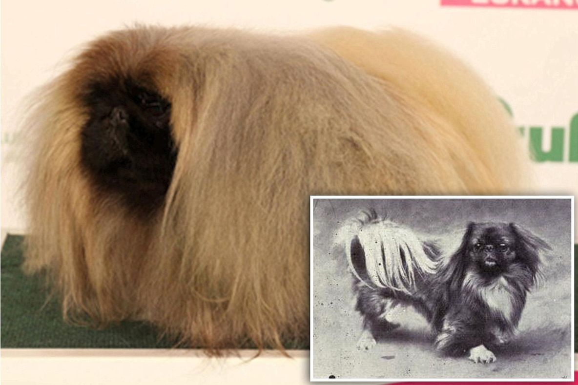 Cum au distrus oamenii rasele de câini în ultima sută de ani. Diferențele sunt uriașe!