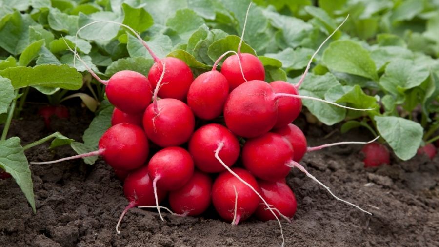 Efectul lor este mai puternic decât credeam: Iată ce beneficii aduc ridichile roşii