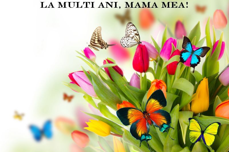 Modele de felicitări originale de 8 Martie. Alege-o pe cea potrivită de Ziua Femeii 