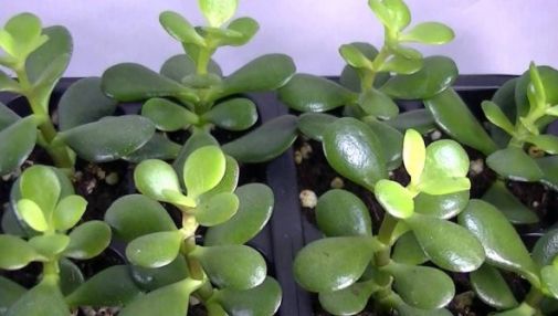 Vrei să atragi banii în casa ta? Încearcă acest truc