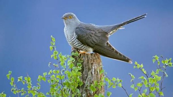 Tradiţii şi superstiţii de Buna Vestire: Dacă vrei să afli când te măriţi, trebuie să faci asta