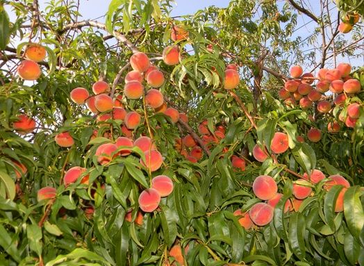 Cum arătau fructele și legumele înainte de a fi modificate genetic! Îți va fi greu să crezi