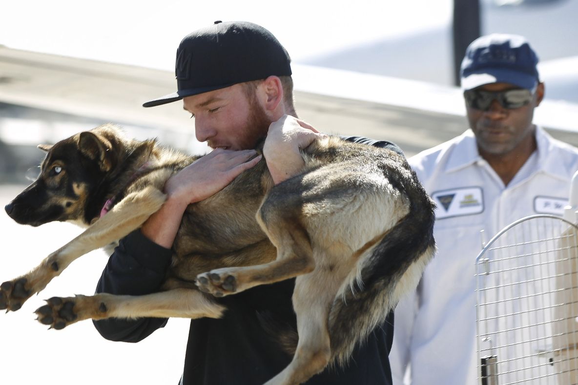 Toți credeau că acest câine s-a înecat, dar l-au găsit în viață mult mai târziu. E uluitor unde era
