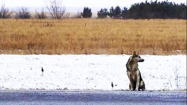 Emoționant. Un câine loial încă își așteaptă stăpânul în locul în care acesta a murit acum un an