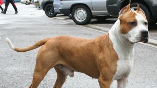 Şocant. Tânără, atacată de un câine de luptă. Ce făcea stăpânul patrupedului în timpul atacului