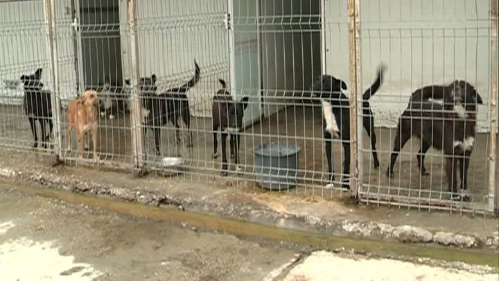 Cum s-au risipit zeci de mii de lei din banii bucureştenilor pe mopuri, găleţi și mături