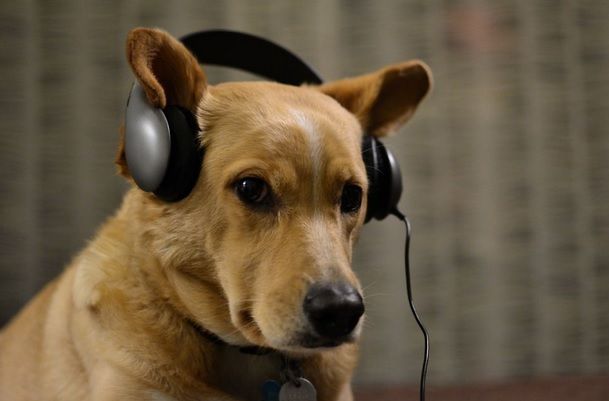 Consilierul din Mediaș "loveşte" din nou: câinii să latre noaptea în casa stăpânului, nu în curte 