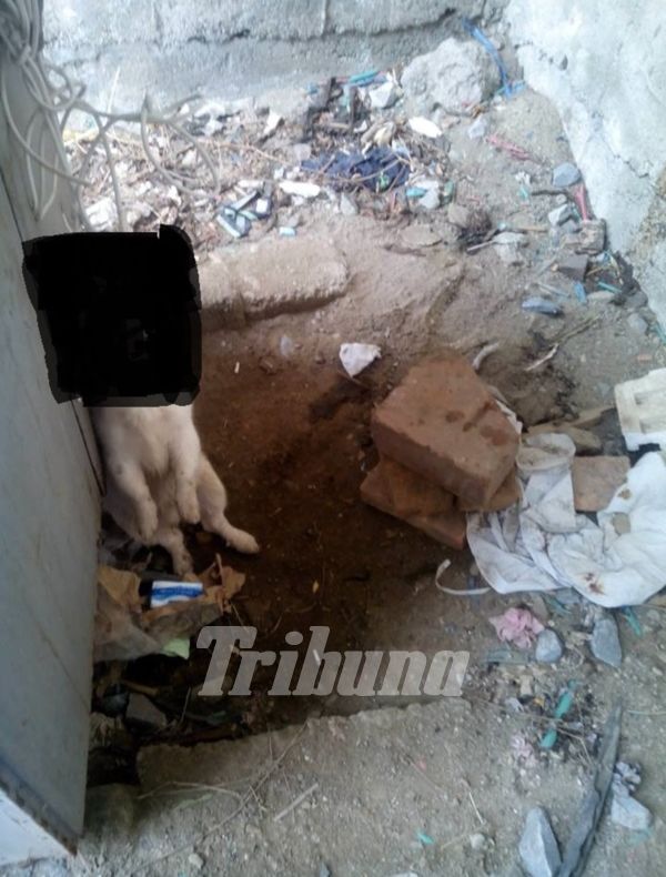 Cruzime fără margini. Au găsit câinii spunzuraţi cu un cablu, în acest loc ascuns 