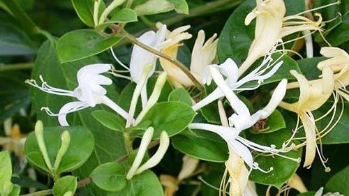 Efectele miraculoase ale caprifoiului. Iată cum trebuie consumat