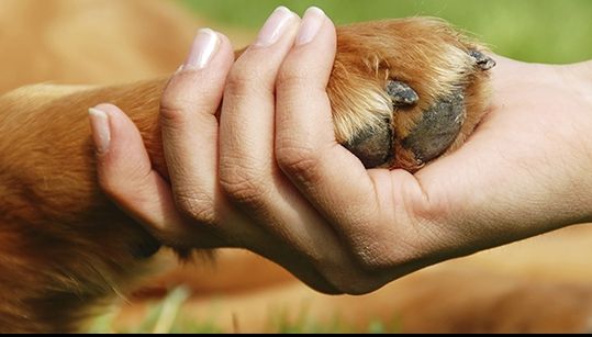 Aşa arată "cel mai trist câine din lume". Nimeni nu mai vrea să-l adopte