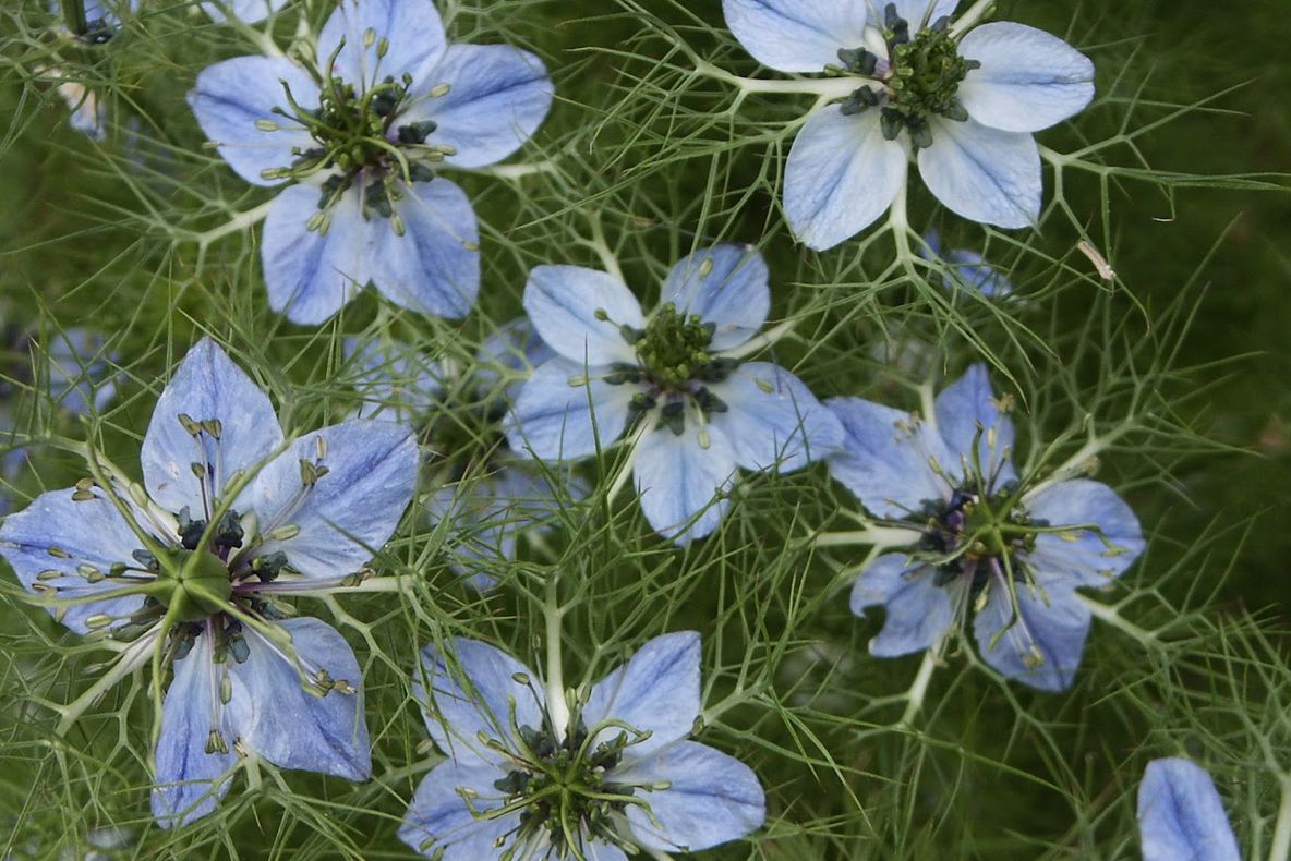 Seminţele acestei plante vindecă peste 40 de boli. Iată cum trebuie folosite