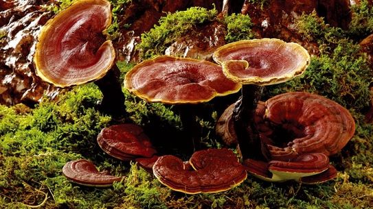 Aceasta este "ciuperca nemuririi". Cum luptă împotriva cancerului