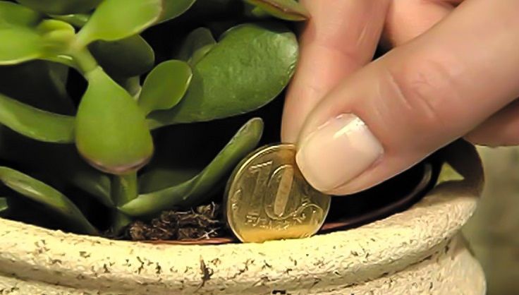 Acest truc te va ajuta să ai mai mulţi bani în casă. Iată ce este Copacul Banului! 