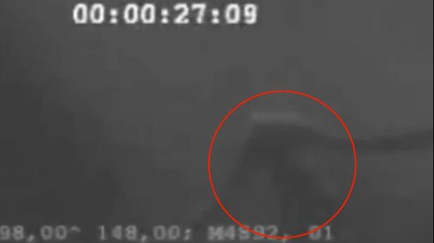 Creatura ciudată care a speriat o lume întreagă. A fost văzută de o mulțime de oameni