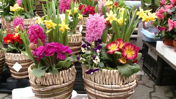 O femeie din Vaslui a încercat să îi taie penisul soţului. Motivul: nu i-a dat flori de 8 Martie