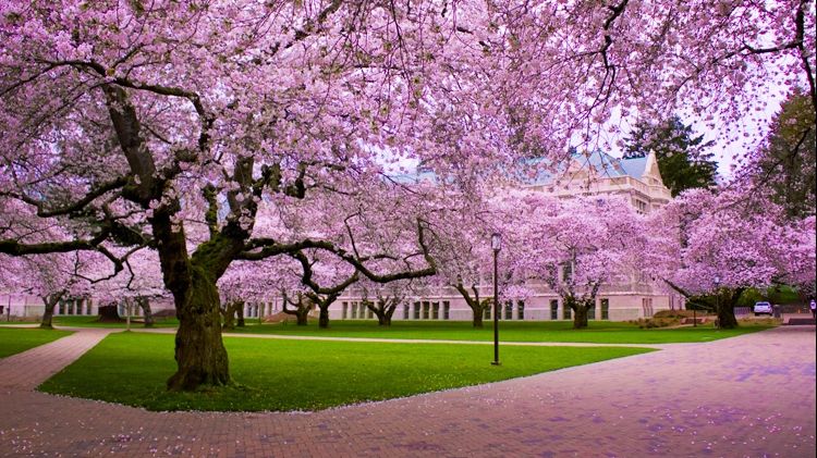 Terapia de primăvară. Ce boli grave poți trata cu flori de cireș