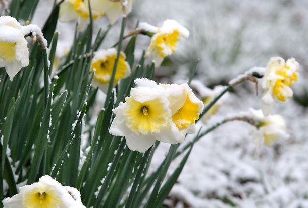Ninsorile s-au întors! Unde în ţară NINGE ca-n poveşti