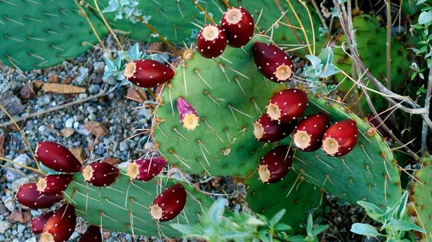 Iată ce substanţă conţine fructul cactus. Ai mânca aşa ceva?