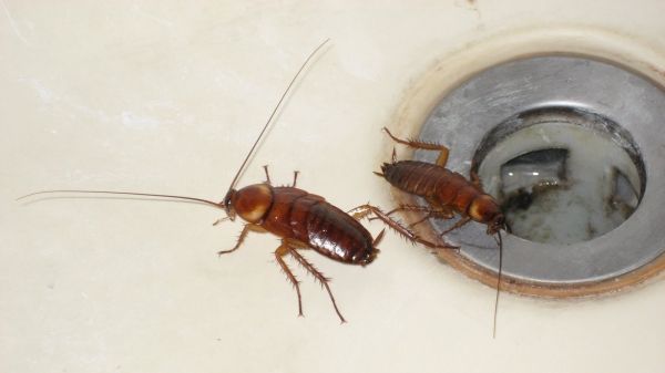 Cea mai simplă metodă de a scăpa de gândacii de bucătărie