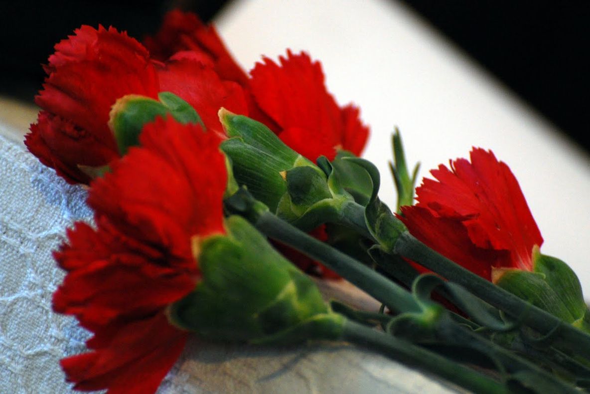 Ce simbolizează garoafele şi de ce sunt alese la înmormântări 