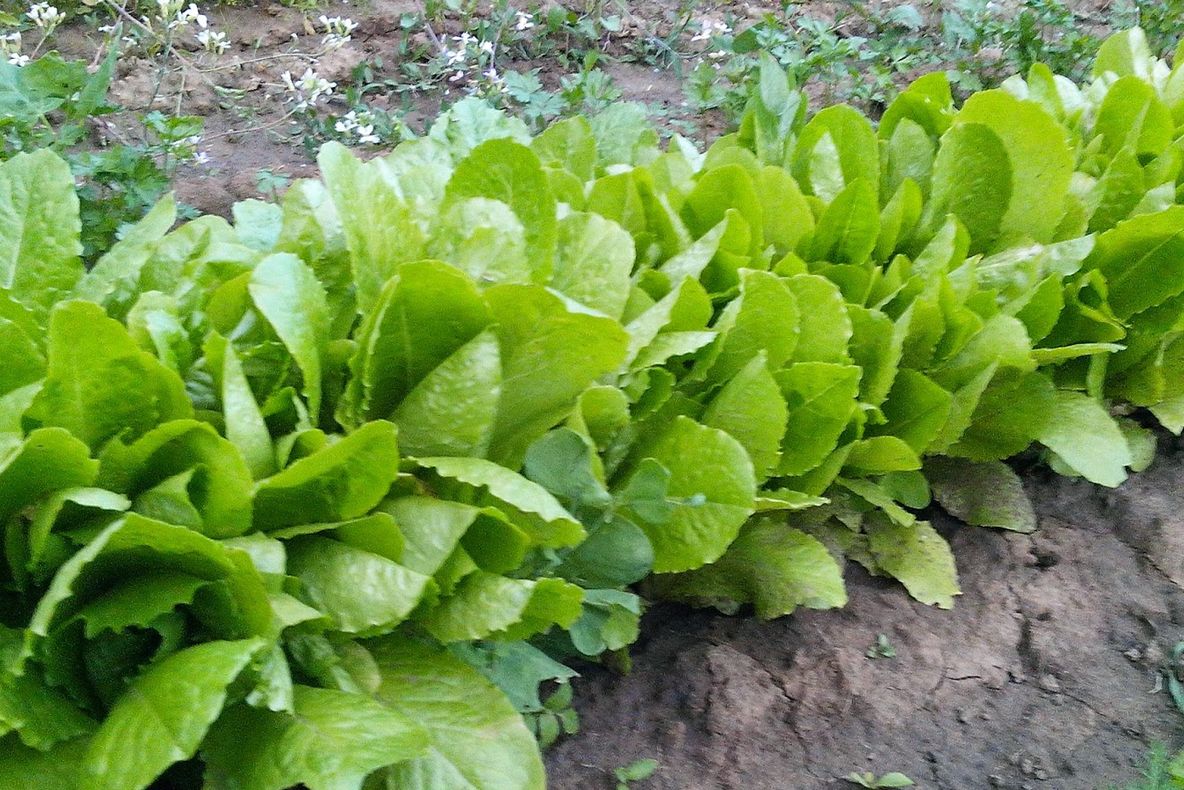 Aceasta este cea mai misterioasă plantă a primăverii! Tu o consumi?