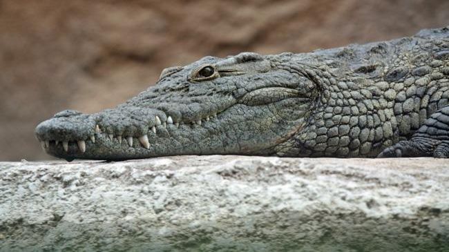 Descoperire a polițiștilor: o cameră închisă, păzită de crocodili. Ce se afla în ea