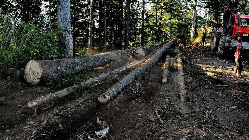 Omerta pe Valea Doftanei: ANRP confirmă jaful mafiei pădurilor din judeţul Prahova