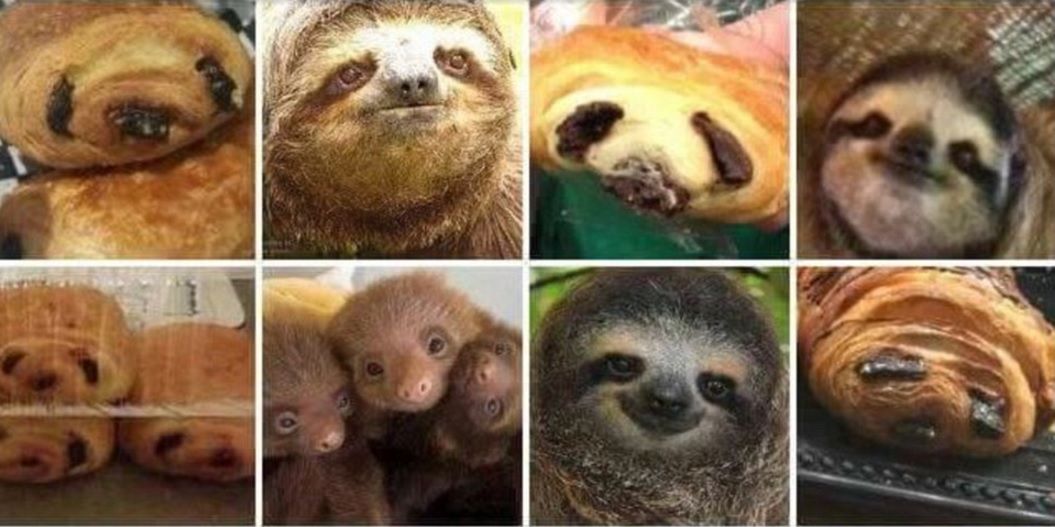 Sesizaţi diferenţa. Unul e un desert, celălalt un animăluț. Te-ai prins?