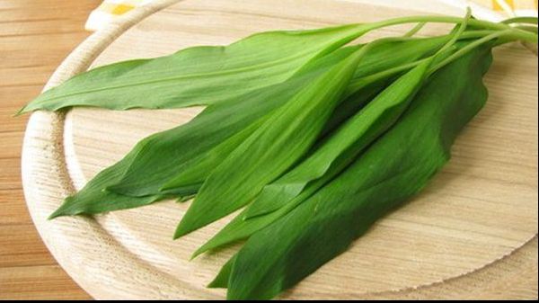 LEURDA, planta mileniului III. De ce e toată lumea înnebunită după ea