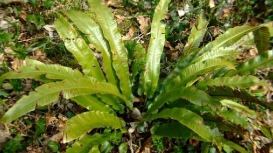 Limba cerbului, leacul recomandat de Arsenie Boca pentru eliminarea pietrelor la fiere 